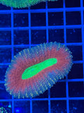 Lobophillia Colony - WYSIWYG IMG_4553