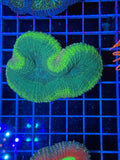 Lobophillia Colony - WYSIWYG IMG_4554