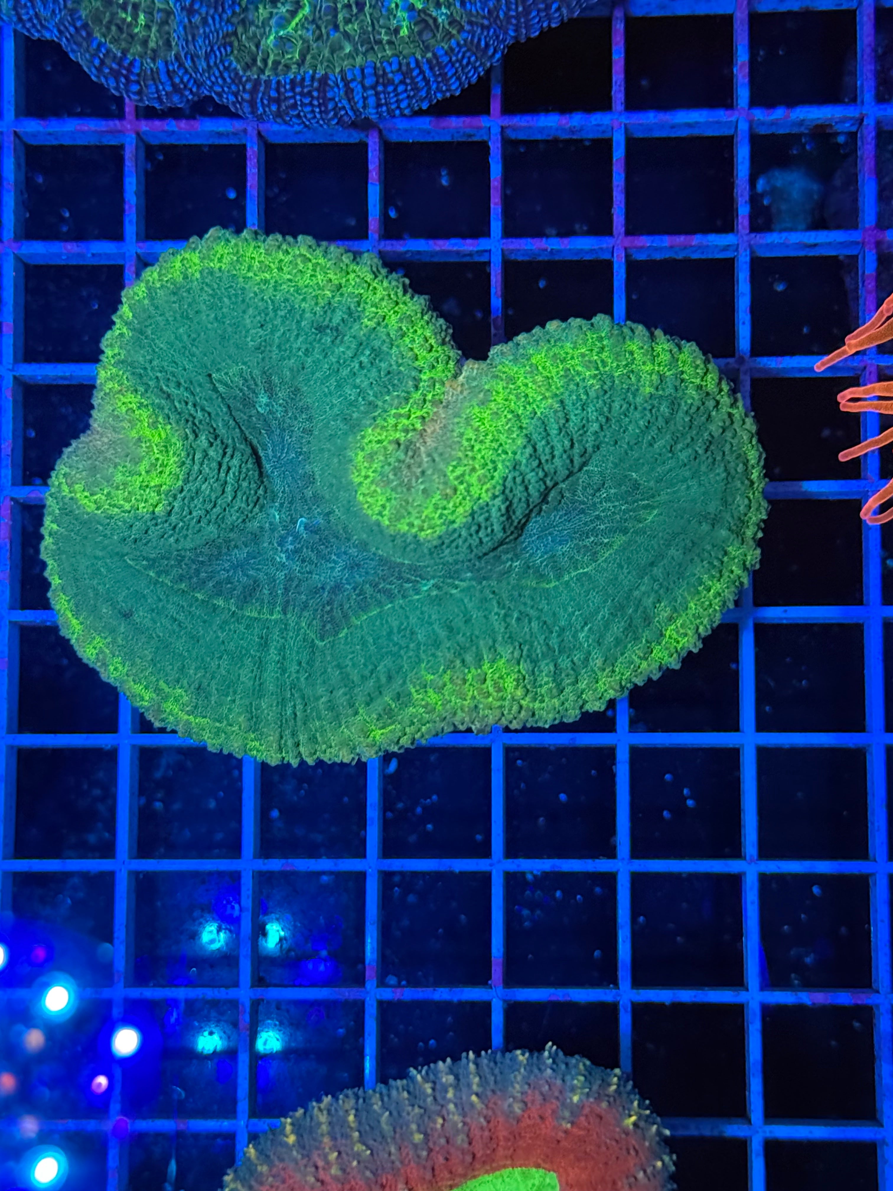 Lobophillia Colony - WYSIWYG IMG_4554