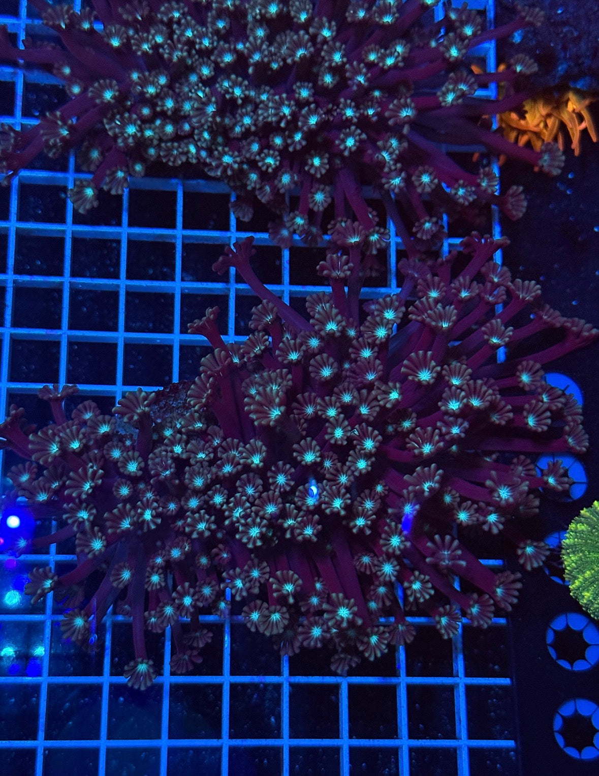 Alveopora Colony - WYSIWYG IMG_7415