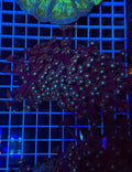 Alveopora Colony - WYSIWYG IMG_7416