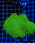Alveopora Colony - WYSIWYG IMG_7418
