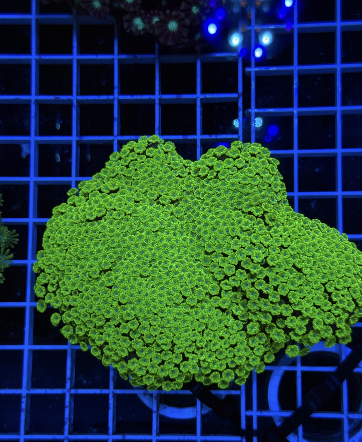 Alveopora Colony - WYSIWYG IMG_7418