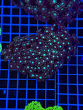 Alveopora Colony - WYSIWYG IMG_7419