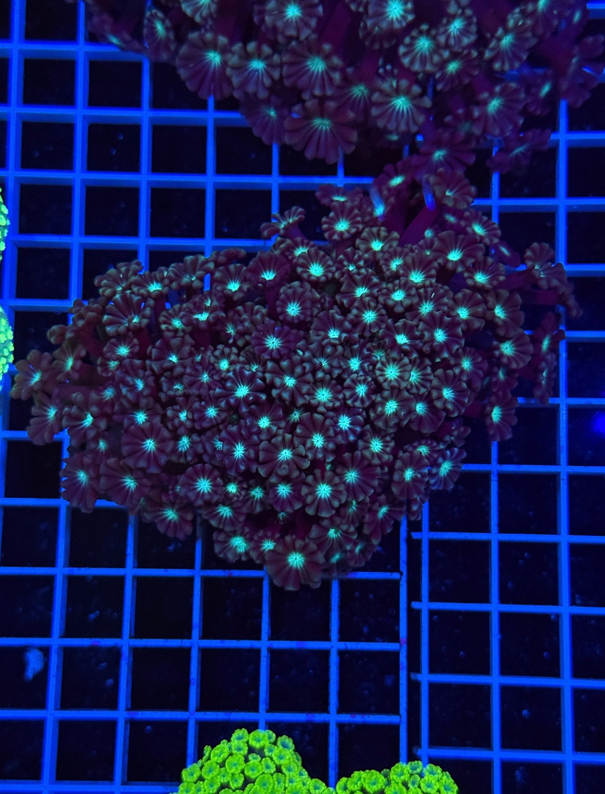 Alveopora Colony - WYSIWYG IMG_7419