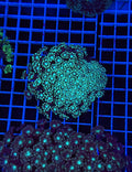 Alveopora Colony - WYSIWYG IMG_7421