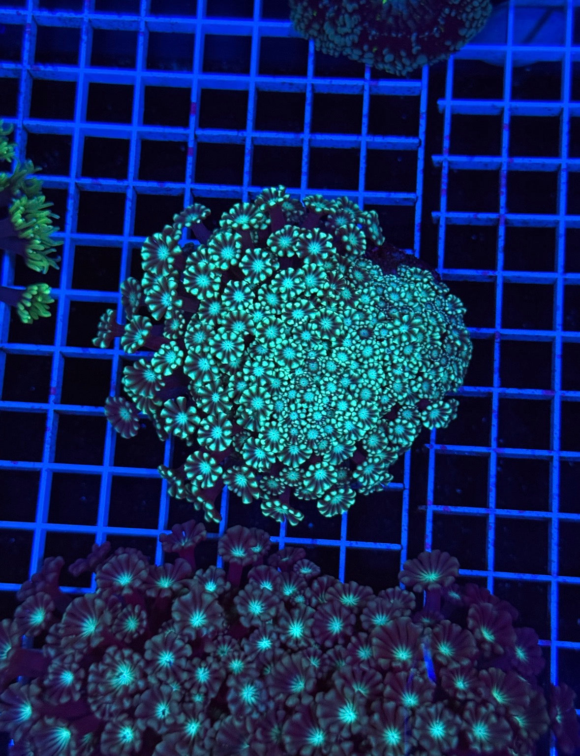 Alveopora Colony - WYSIWYG IMG_7421