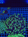 Alveopora Colony - WYSIWYG IMG_7422