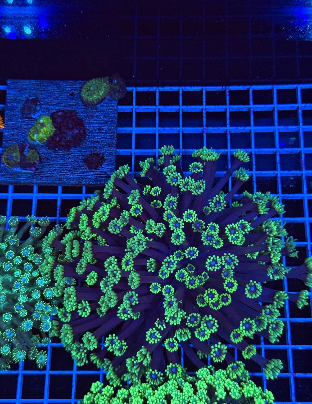Alveopora Colony - WYSIWYG IMG_7422