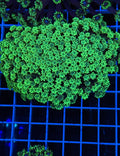 Alveopora Colony - WYSIWYG IMG_7423