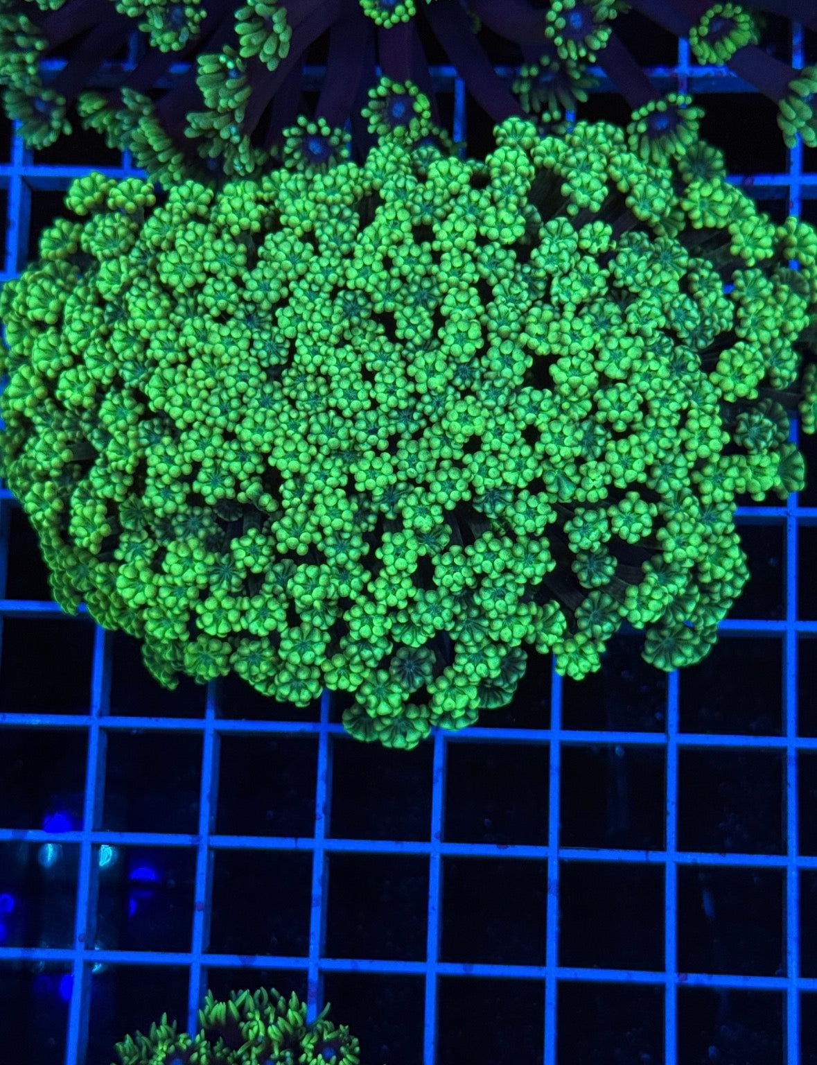 Alveopora Colony - WYSIWYG IMG_7423