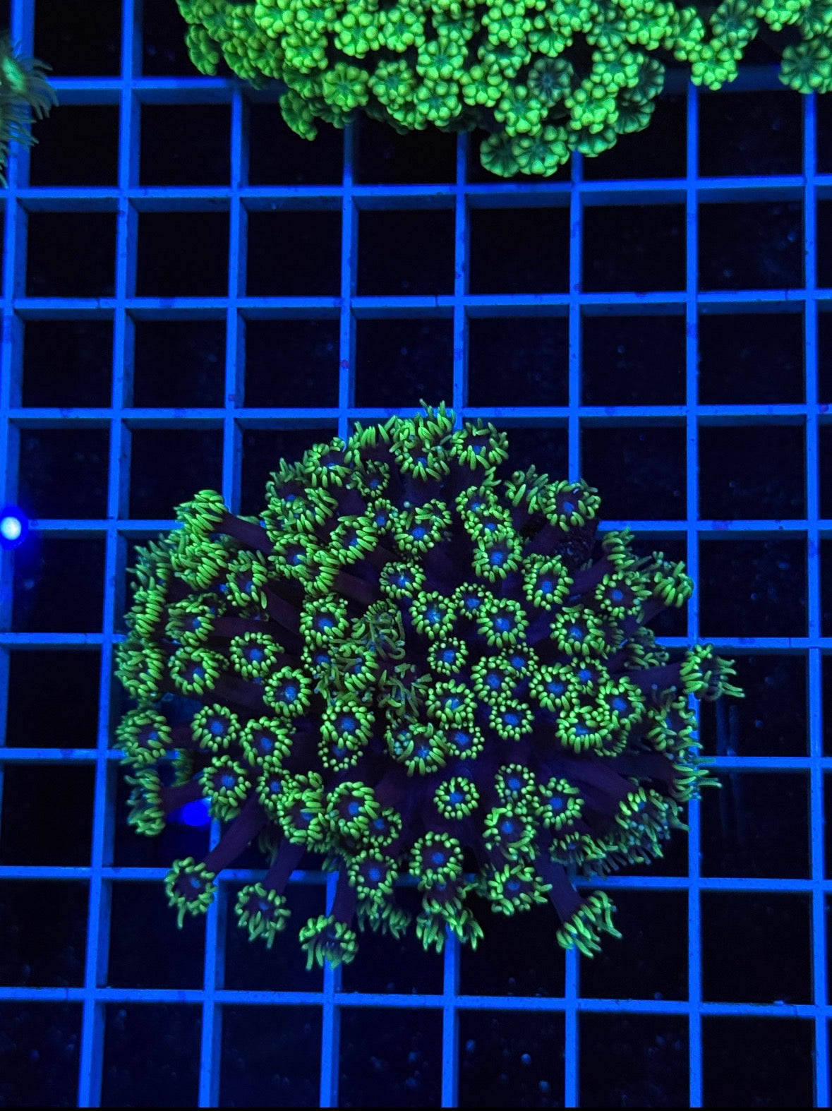Alveopora Colony - WYSIWYG IMG_7424