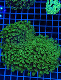 Alveopora Colony - WYSIWYG IMG_7425