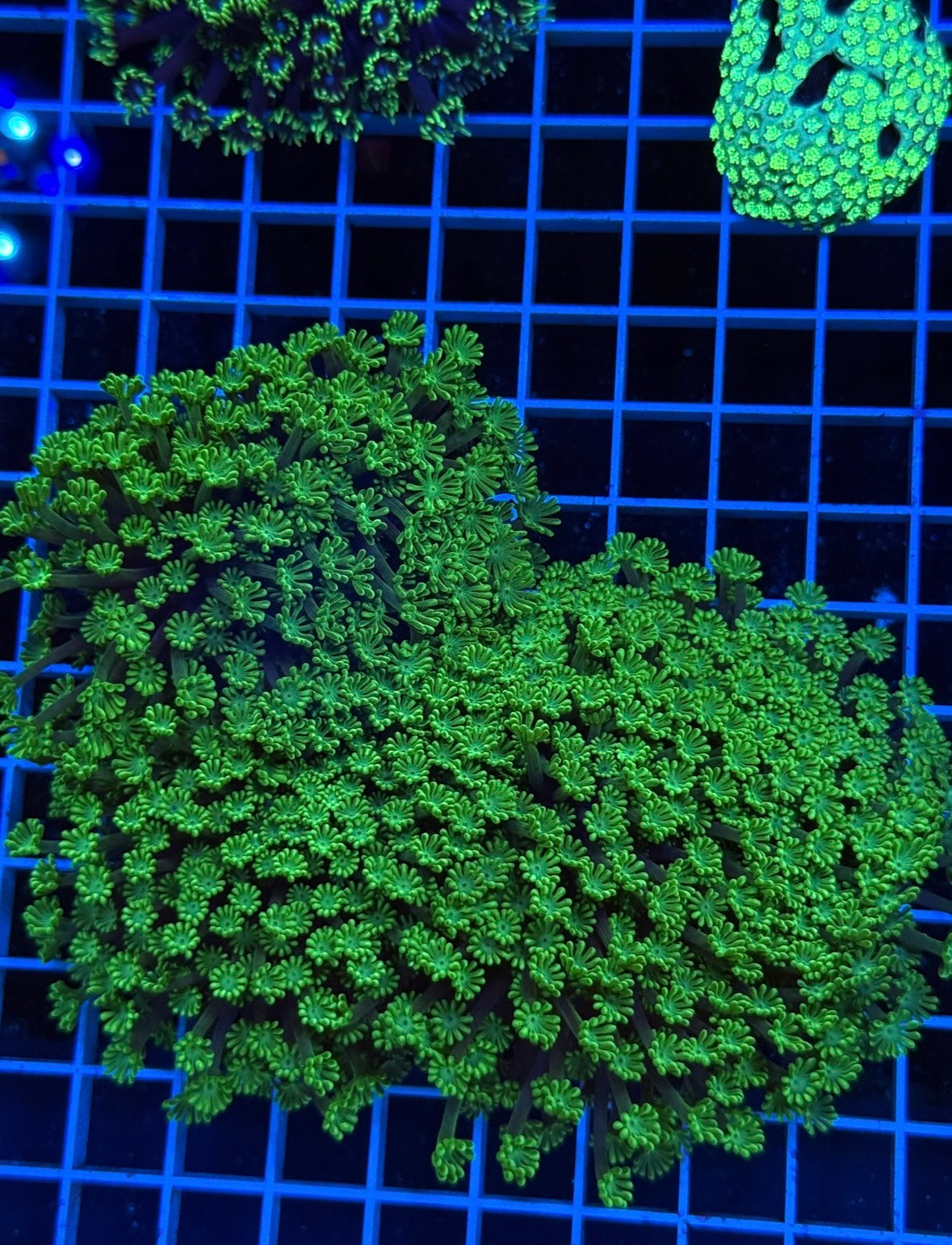 Alveopora Colony - WYSIWYG IMG_7425