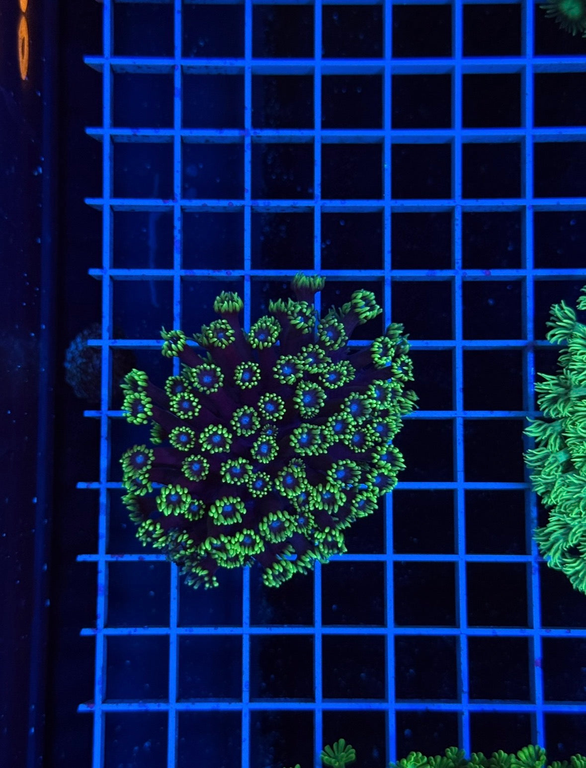 Alveopora Colony - WYSIWYG IMG_7426