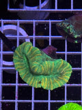 Trachyphyllia geoffroyi Ultra - WYSIWYG 17