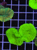 Trachyphyllia geoffroyi Ultra - WYSIWYG 01