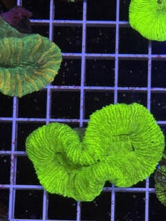 Trachyphyllia geoffroyi Ultra - WYSIWYG 01