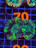 Trachyphyllia geoffroyi Ultra - WYSIWYG 10
