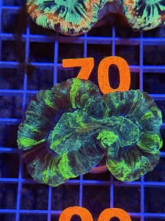 Trachyphyllia geoffroyi Ultra - WYSIWYG 10