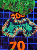 Trachyphyllia geoffroyi Ultra - WYSIWYG 11