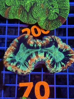 Trachyphyllia geoffroyi Ultra - WYSIWYG 11