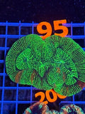 Trachyphyllia geoffroyi Ultra - WYSIWYG 12