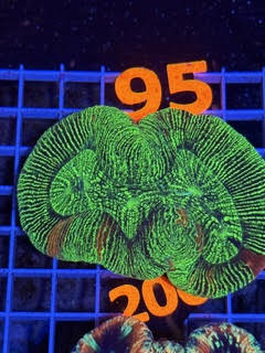 Trachyphyllia geoffroyi Ultra - WYSIWYG 12