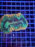 Trachyphyllia geoffroyi Ultra - WYSIWYG 13