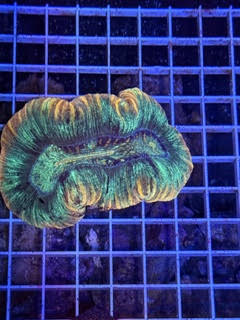 Trachyphyllia geoffroyi Ultra - WYSIWYG 13