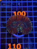 Trachyphyllia geoffroyi Ultra - WYSIWYG 14