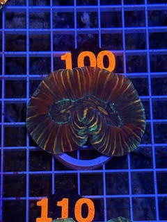 Trachyphyllia geoffroyi Ultra - WYSIWYG 14