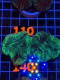 Trachyphyllia geoffroyi Ultra - WYSIWYG 15