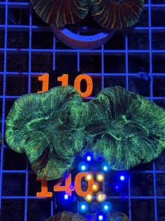 Trachyphyllia geoffroyi Ultra - WYSIWYG 15