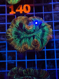 Trachyphyllia geoffroyi Ultra - WYSIWYG 16