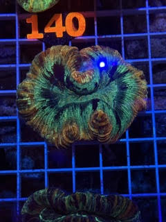 Trachyphyllia geoffroyi Ultra - WYSIWYG 16
