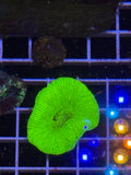 Trachyphyllia geoffroyi Ultra - WYSIWYG 02