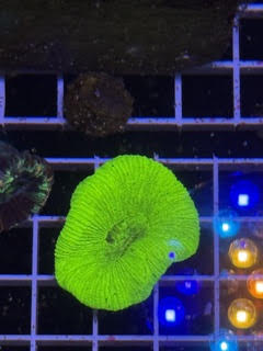 Trachyphyllia geoffroyi Ultra - WYSIWYG 02