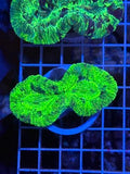 Trachyphyllia geoffroyi Ultra - WYSIWYG 03