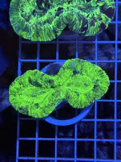 Trachyphyllia geoffroyi Ultra - WYSIWYG 03