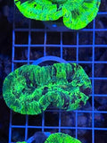 Trachyphyllia geoffroyi Ultra - WYSIWYG 04