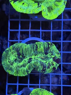 Trachyphyllia geoffroyi Ultra - WYSIWYG 04