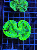 Trachyphyllia geoffroyi Ultra - WYSIWYG 05