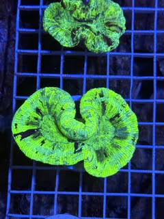 Trachyphyllia geoffroyi Ultra - WYSIWYG 05