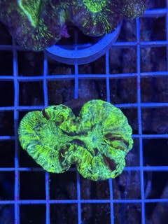 Trachyphyllia geoffroyi Ultra - WYSIWYG 06