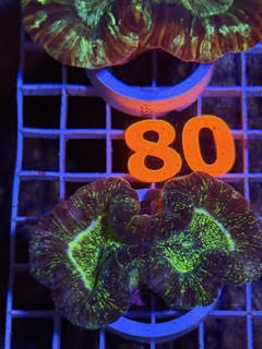 Trachyphyllia geoffroyi Ultra - WYSIWYG 07
