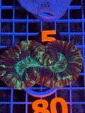 Trachyphyllia geoffroyi Ultra - WYSIWYG 08