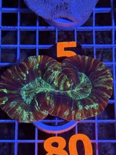Trachyphyllia geoffroyi Ultra - WYSIWYG 08