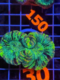 Trachyphyllia geoffroyi Ultra - WYSIWYG 09