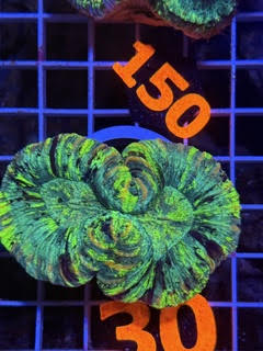 Trachyphyllia geoffroyi Ultra - WYSIWYG 09